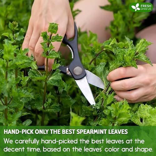 Image of FreshDrinkUS, Premium 135 Spearmint Tea Bags, 100% Natural & Pure from Spearmint Leaves. Loose Leaf Spearmint Herbal Tea. Made with Natural Material Tea Bags. No Sugar, No Caffeine, No Gluten, Vegan.