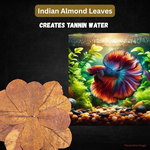 Image of 80 Pcs Dried Indian Almond Catappa Ketapang Leaves 4 inch - Natural Leaf Litter for Betta, Goldfish, Guppy, Tetras & Frogs, Aquarium Botanicals for Fish Tanks, Aquascaping & Terrariums