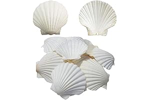 6PCS Coquille St Jacques Shells for Serving Food