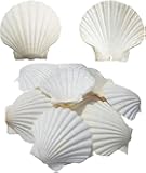 6PCS Scallop Shells for Serving Food,Baking Shells Large Natural White Scallops from Sea Beach for DIY Craft Decor 4-5 Inches