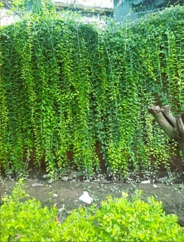 Image of Live Plant Curtain Creeper Vernonia, Decorative Green Vine for House and Office, Pack of 1 with Plastic Pot