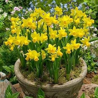 Mixed Dwarf Daffodil Narcissus Tete a Tete Bulbs x10