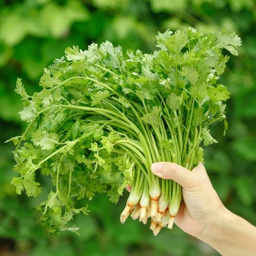semillas de cilantro - maceta balcón, extremadamente resistentes jardín 550pcs