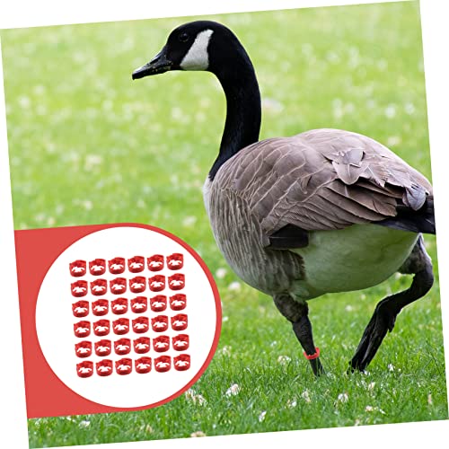 Bandes numérotées pour aviculture ORFOFE 100 bagues clipsables - 7
