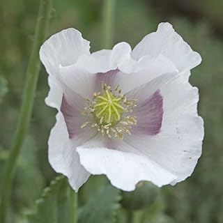 Poppy 'Album' National Trust Seed Range Papaver somniferum Opium Poppy Hardy Annual Easy to Grow Your Own Garden Flower Plants 1x Pack (Approx. 300 Seeds) by Thompson and Morgan