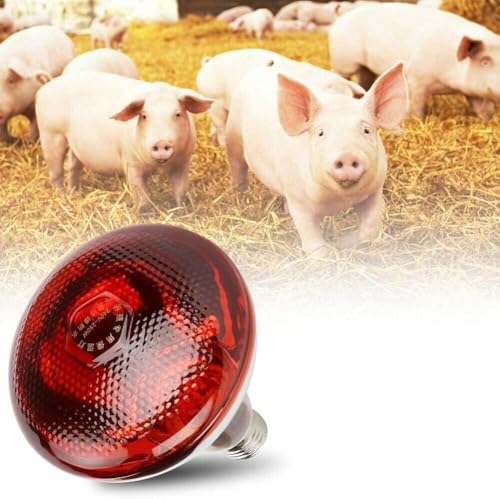 Bethlehem Poultry 150 wats and Pig Heat Lamp, Red Infrared Bulb for Livestock and Farm Animals. 150 Watts Red Heat Lamp Bulb 1 Pack,220 v
