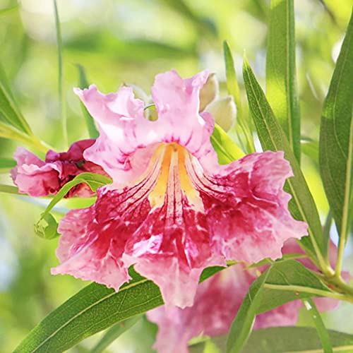 Yegaol Garden 30Pcs Desert Willow Deciduous Shrub Seeds Chilopsis Linearis Seeds Easy To Maintain Non-Gmo Ornamental Fast-Growing Drought Tolerant Courtyard #TOP3
