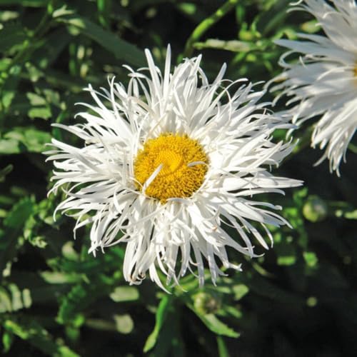 Leucanthemum ‘Crazy Daisy’ Garden Plant Hardy Perennial Flowering Garden Plants Easy to Grow Your Own 6X Plug Plants by Thompson and Morgan (6)