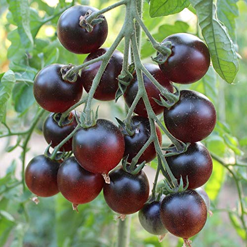 Indigo Cherry Drops Tomate 10 Samen - außergewöhnliche Cherrytomate Cover