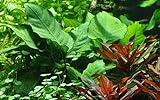 anubias barteri nana pflege - Anubias barteri var. caladiifolia ist eine langsam wachsende Pflanze ihrer Art