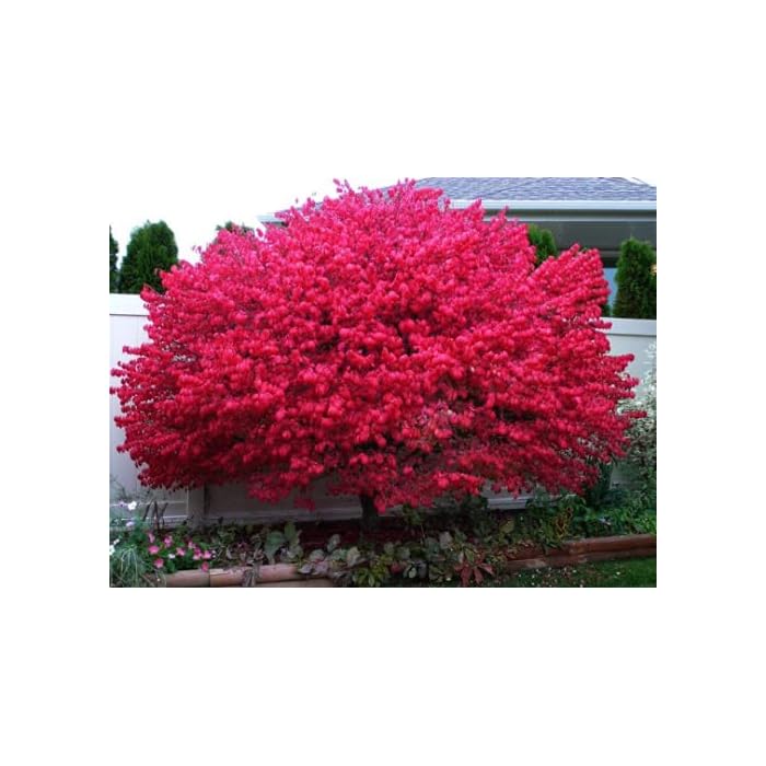 Buy Live Plant Dwarf Burning Bush Plant 4 Pot Hardy Shrub Euonymus 