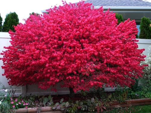 Dwarf Burning Bush 4 Pot Hardy Shrub Live Plants (Euonymus Alatus)