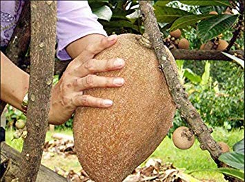 seedsown Extremadamente Raro Pouteria Zapote Zapote Mamey Sapote Rojo 10 Huge Semilla Cover