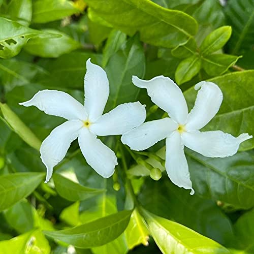 See full amazon price history chart for Indian Gardens - Nanthiyavattai variegated/Jasmine/layer live plant/Indoor/Outdoor Plant with 4 inch Pot Indian Gardens - Nanthiyavattai variegated/Jasmine/layer live plant/Indoor/Outdoor Plant with 4 inch Pot (B09GNK4V6Z) Amazon Price History, Amazon Price Tracker