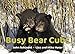 Busy Bear Cubs