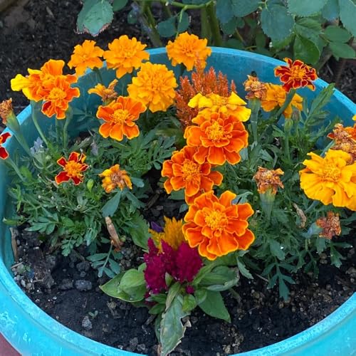 semillas de caléndula, lugares soleados semillas aptas abejas silvestres Decoración jardín exteriores 250pcs