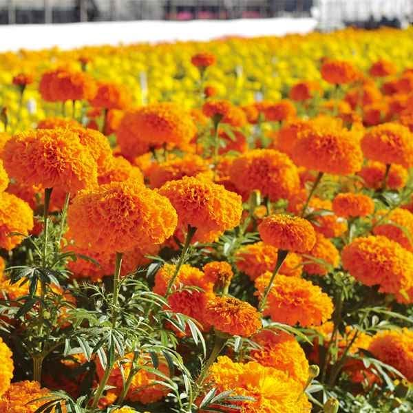天然マリーゴールドの花種大量１万粒パック＋選べる粗品プレゼント。匿名送料無料え 天然マリーゴールドの花種大量1万粒パック+選べる粗プレゼント。え