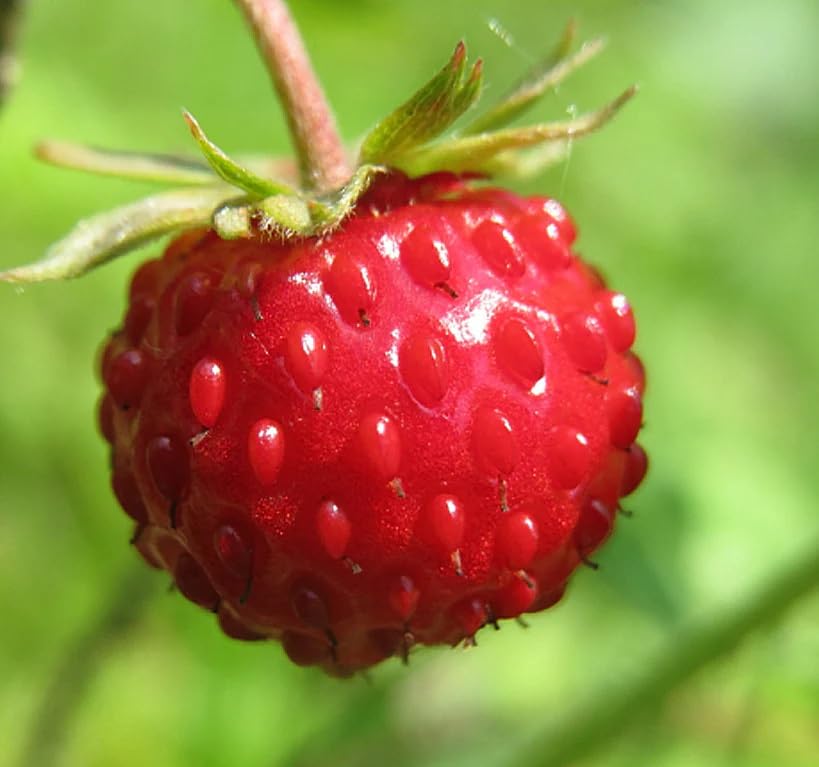  WILD STRAWBERRY プレート23cm4枚 Amazon.com : Fragaria vesca (Wild Strawberry, Woodland