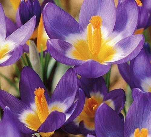 Crocus Bulbs 