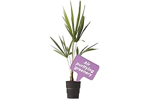 Captivating Ponytail Palm for Home and Garden Décor: American Plant Exchange's Live Chusan Palm Tree