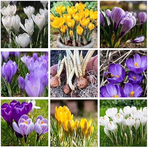 Mixed Crocus Bulbs for Spring Planting Cover