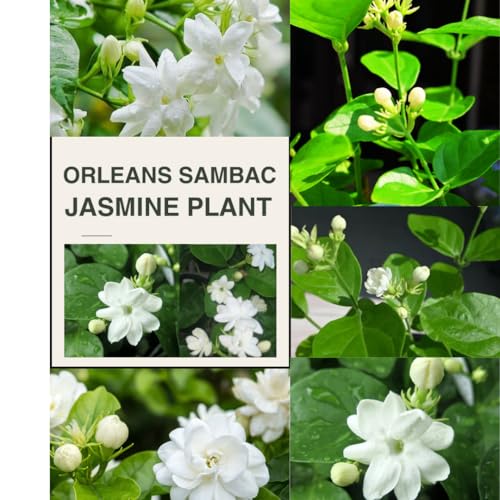 2 Maid of Orleans Sambac Jasmine Live Plants, Jasmine Plant Live, Sambac Jasmine, 4 to 6 Inc Tall, Tea Jasmine Fragrant Plant, Blooming Jasmine Plant 2 Maid of Orleans Sambac Jasmine Live Plants, Jasmine Plant Live, Sambac Jasmine, 4 to 6 Inc Tall, Tea Jasmine Fragrant Plant, Blooming Jasmine Plant