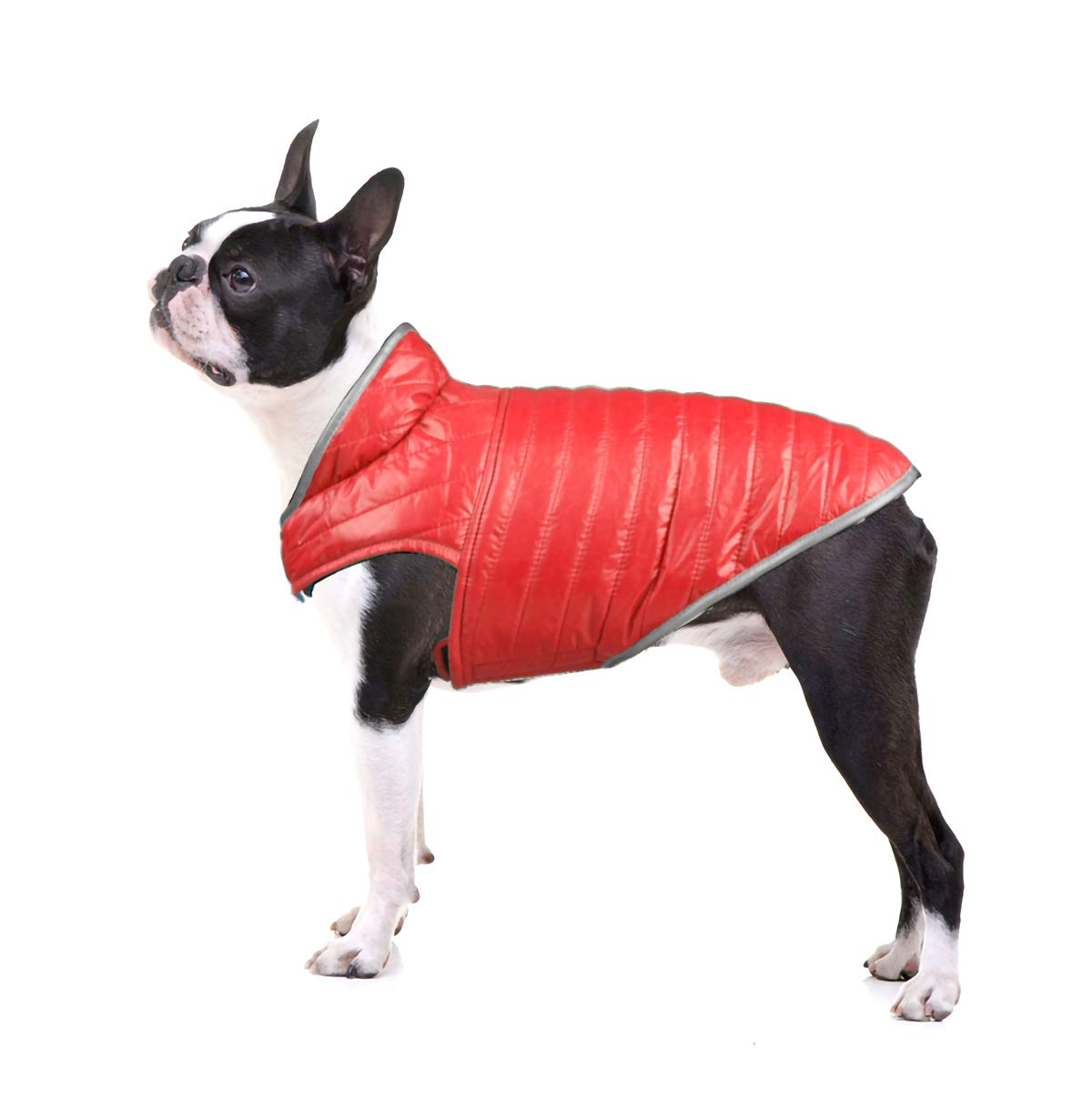 Talking Dog Club Winter Jacket | Coats for Dogs | Reversible Jackets | Perfect for Small and Medium Size Dogs and Cats | GP (S, Blue/Red) (B0C6KVFZ9W) Amazon Price History, Amazon Price Tracker