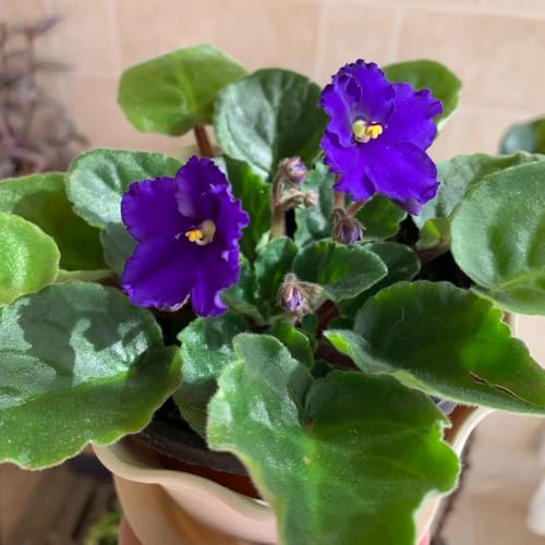 violette africane semi selvatici, semina autunnale violetta balcone primavera reali semi perenni resistenti serrature 350pcs