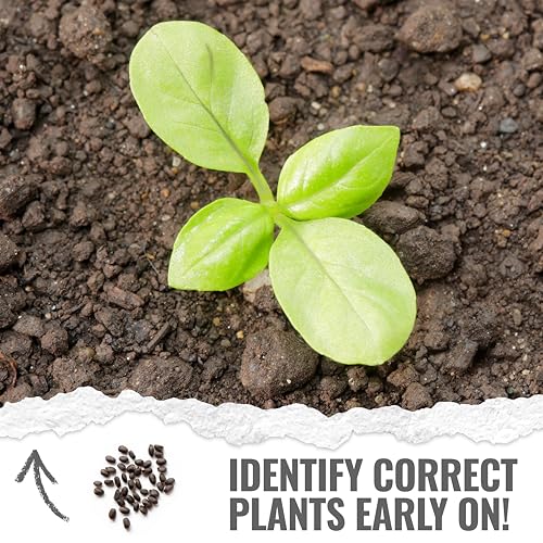 Seed Needs Basil Seeds for Planting Italian Large Leaf Herbs - Non-GMO Heirloom & Untreated - Grow an Indoor or Outdoor Home Grown Herb Garden (1 Pack) - Image 5