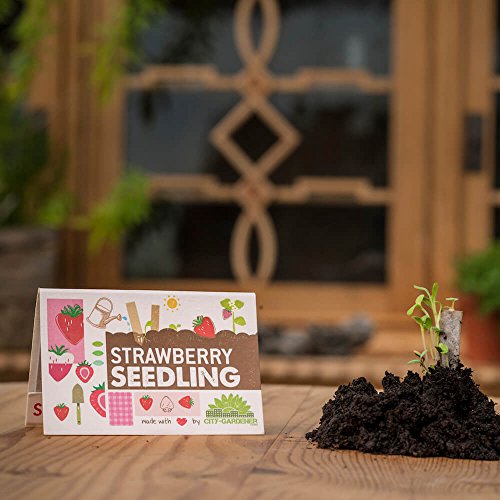 Seedling 