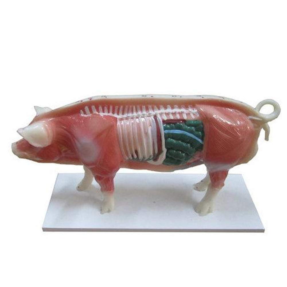 Sjdopulse Men's White Pig Anatomy Model-Pig Acupuncture Model-Animal Anatomy Model-55 Digital Recognition