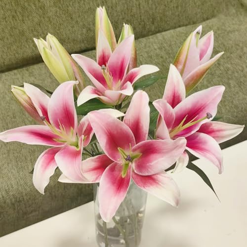 bulbos de lirio perennes resistentes - balcones Decoración invierno 8pcs