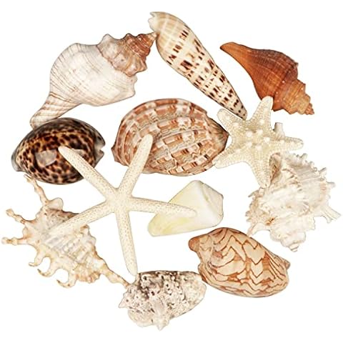 12 PCS Large Seashells Mixed Beach Sea Shells and Ocean Starfish,Natural Colorful Sea Shells Starfish Up to 16CM, Large Seashells Perfect for Beach Theme Party Home Decor DIY Crafts Fish Tank Decor Cover