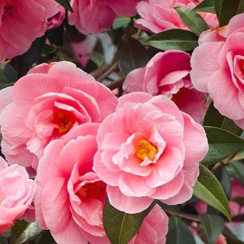 9 Months Old Camellia Tree Live Plant Camellias Plants Shrub Large Flower Well-Rooted in Pot Indoor Outdoor Cold Hardy (Pink)