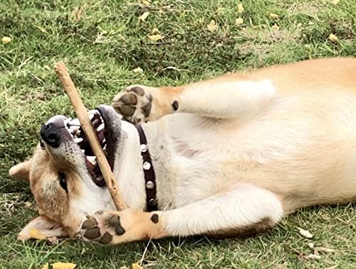 Amazon | 梨の木のお店 梨の木のかじり木 国産 日本製 犬 噛むおもちゃ