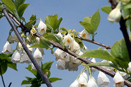 Preisvergleich Produktbild Schneeglöckchenbaum Halesia carolina Pflanze 25-30cm Maiglöckchenbaum Rarität