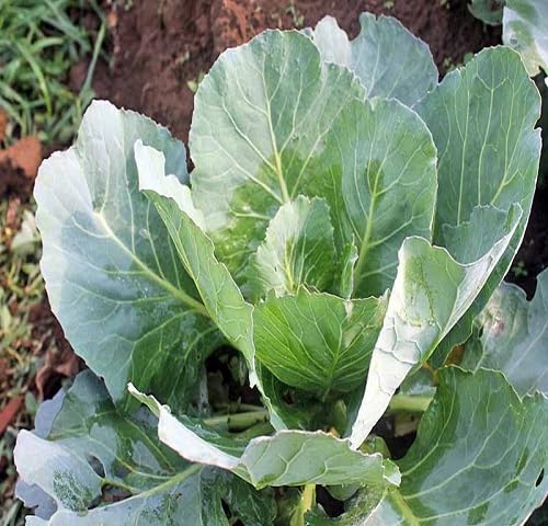 100pcs Fresh Collard Vegetable Seeds
