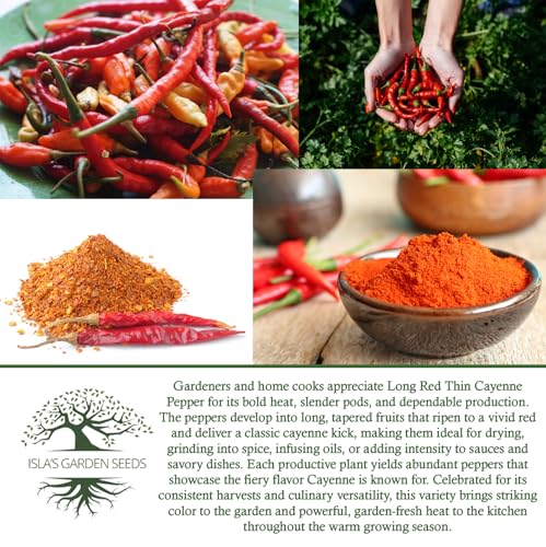 Long Red Thin Cayenne Pepper Seeds for Planting, 100+ Heirloom Seeds Per Packet, (Isla's Garden Seeds), Non GMO Seeds, Botanical Name: Capsicum annuum, Great Home Garden Gift - Image 6