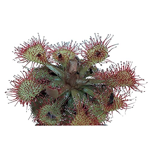 Sundew (Drosera) Living Plant Good for Acid-Bog Terraria