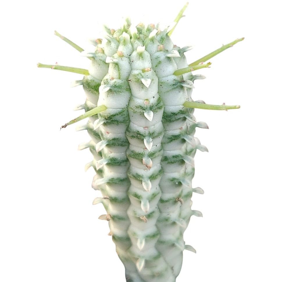 Succulents Box Variegated Corn Cob Cactus - Euphorbia mammillaris f. variegata – Live Rar…
