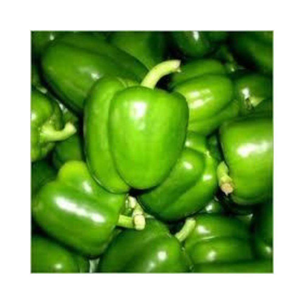 NurseryNature Capsicum, Shimla Mirch Hybrid Seeds(Green)-image-10