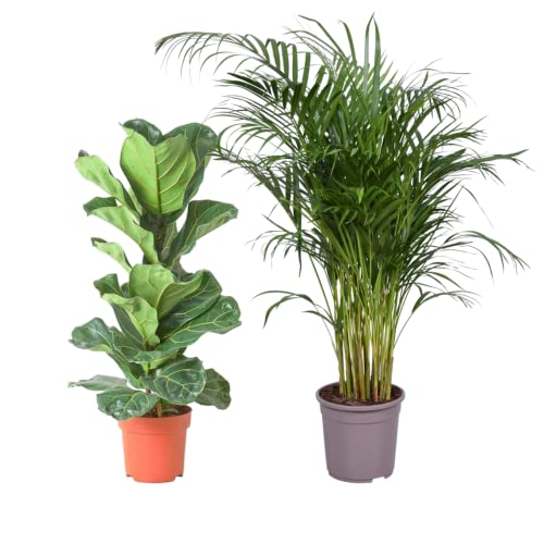 Pack Ficus Lyrata Higuera Violín y Palmera Areca Dypsis Lutescens Plantas de Interior Grandes
