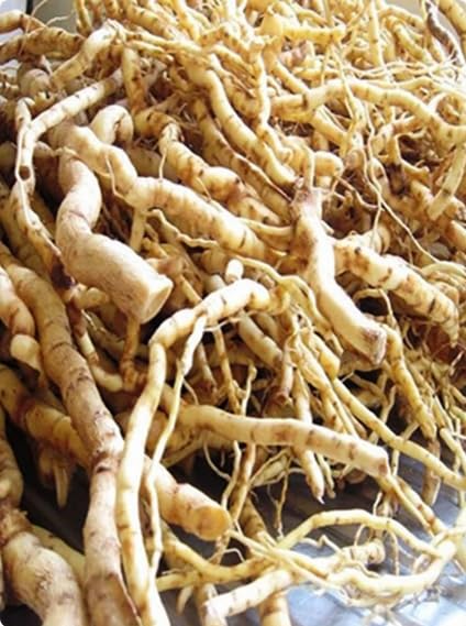 Mondia whitei/white's ginger/Mulondo/Houseplant root-image-48