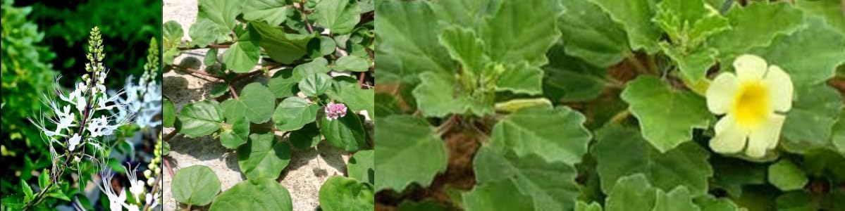 See full amazon price history chart for Poonai Meesai, Java Tea Plant, Seeraga Thulasi, Punarnava - Boerhavia Diffusa, Yanai Nerunjil, Pedalium Murex, Large Caltrop, Combo of 3 Plants Poonai Meesai, Java Tea Plant, Seeraga Thulasi, Punarnava - Boerhavia Diffusa, Yanai Nerunjil, Pedalium Murex, Large Caltrop, Combo of 3 Plants (B0D8FGL4QH) Amazon Price History, Amazon Price Tracker