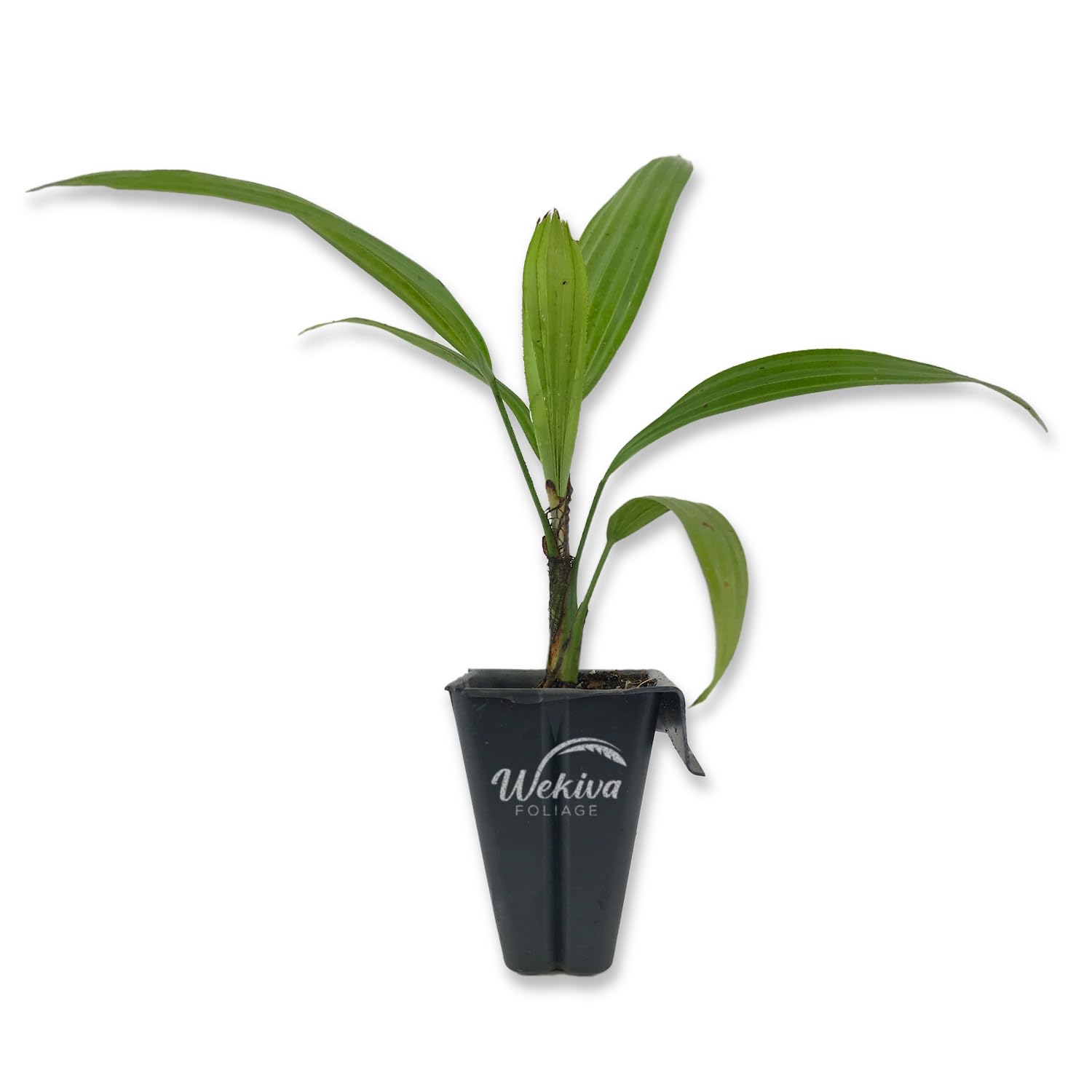 Amazon.com : Lady Palm - Live Starter Plant in a 2 Inch Pot
