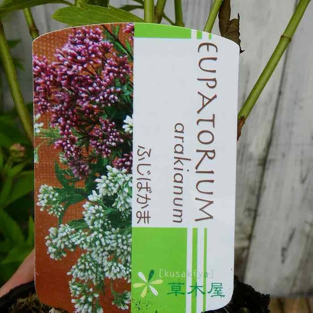 Amazon | フジバカマ 苗 赤白寄せ植え 藤袴 3号 山野草 宿根草 Amazon | フジバカマ 苗 赤白寄せ植え 藤袴 3号 山野草 宿根草