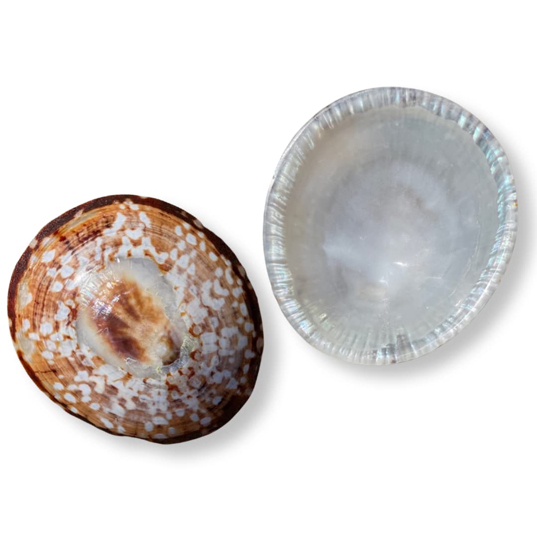 BABY SHELL Conchas de lactancia + Almohadillas Reutilizables | Talla X-Large