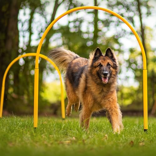 SPORTIKEL24 Hoopers-Bogen - Hoopers-Agility Training für Hunde - Turnier Hoop nach Neuer Prüfungsordnung - Dog Parcours-Zubehör - blau