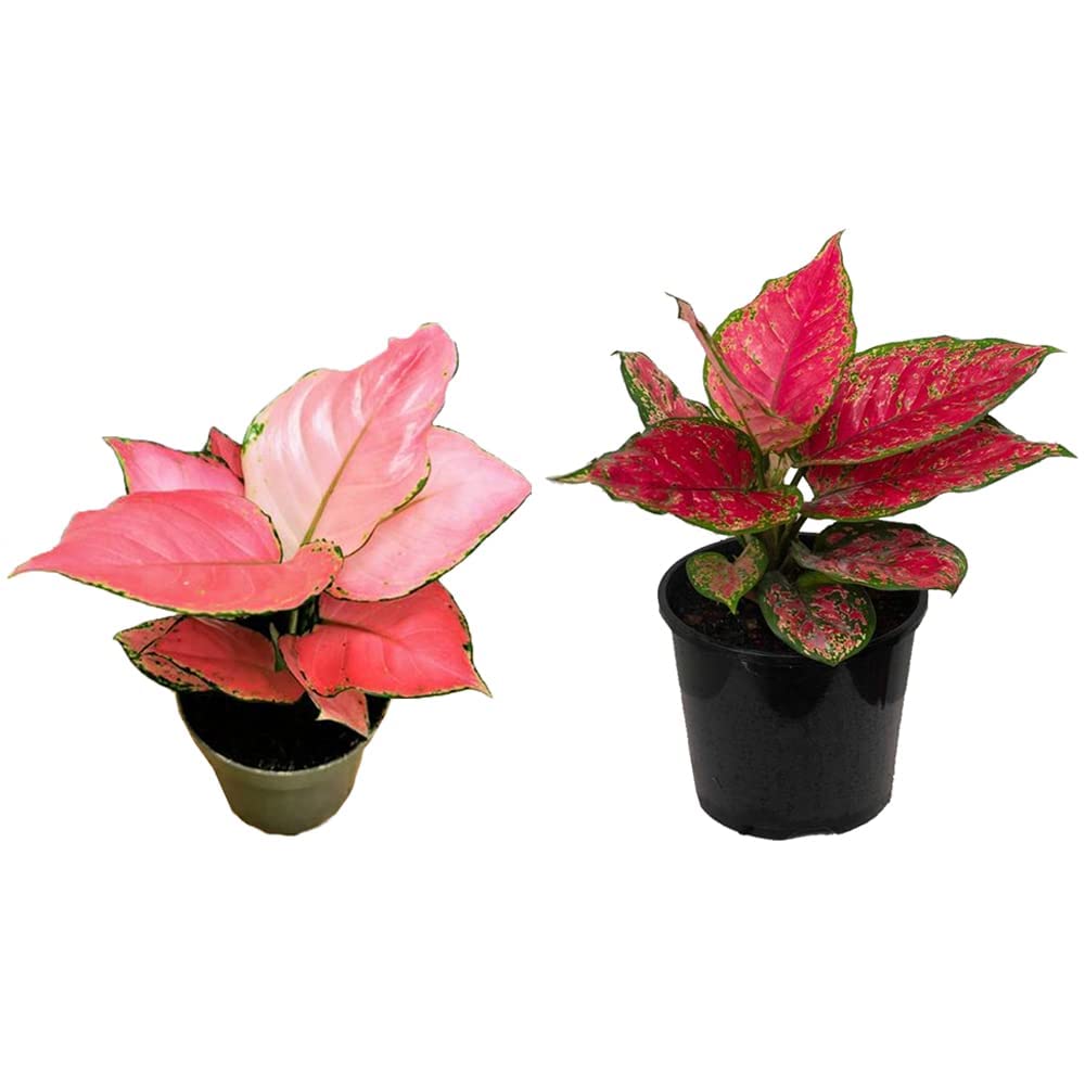 UGALOO Rare Imported Red Aglaonema Live Indoor Plants (7 cm Pot Included) - Air Purifier Plant for Home, Living Room, Kitchen, Office, Table, Garden, Décor (B0BV7C7RS6) Amazon Price History, Amazon Price Tracker