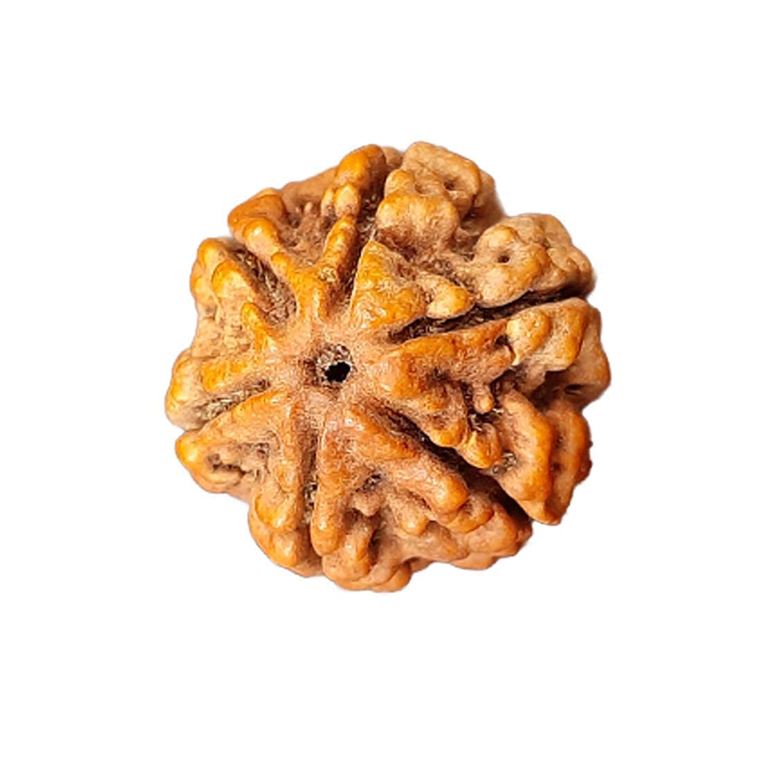 Rudraksha 6 Mukhi perle naturelle pour harmoniser votre espace de yoga et de vie